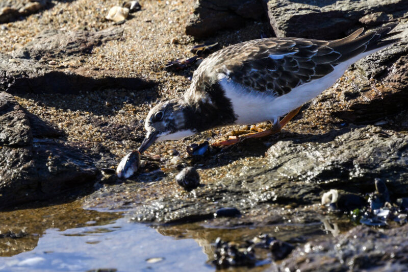 Tournepierre à collier